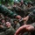 U.S. Marines learn jungle survival with Royal Thai counterparts