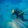 US Underwater Recovery Team Searches For Missing WWII Aviators in Palau