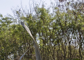 Remembering Iwo Jima