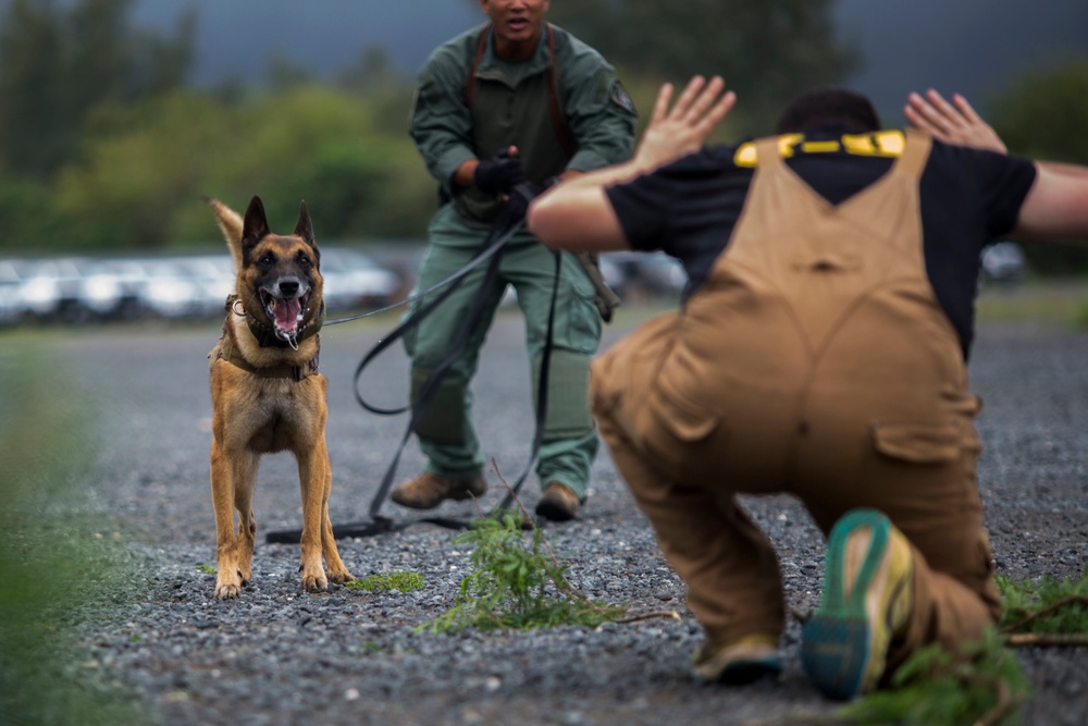 Hawaii Marines host inter-agency K-9 training exercise