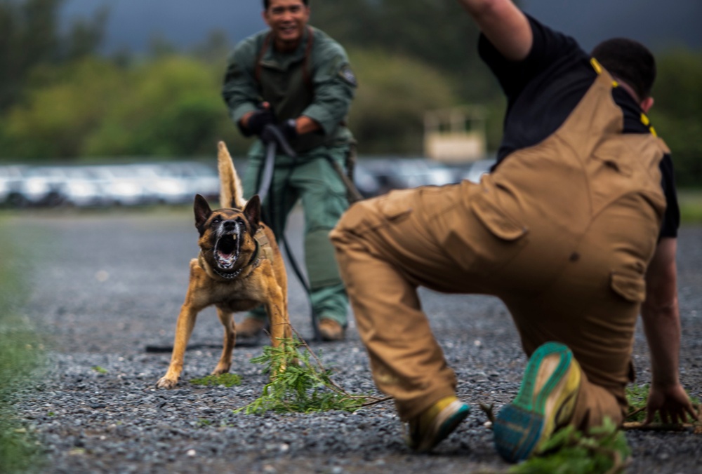 Hawaii Marines host inter-agency K-9 training exercise