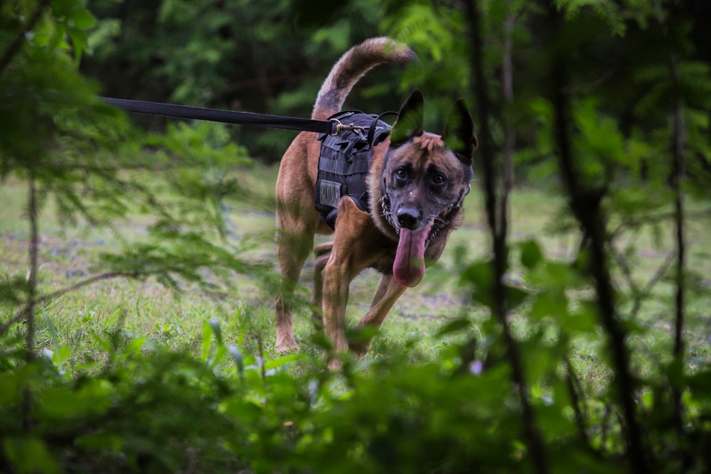 Hawaii Marines host inter-agency K-9 training exercise