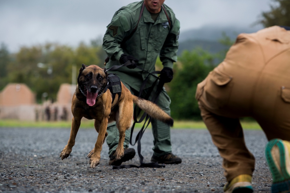 Hawaii Marines host inter-agency K-9 training exercise