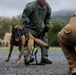 Hawaii Marines host inter-agency K-9 training exercise