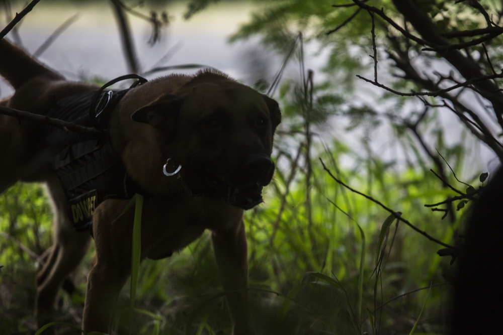 Hawaii Marines host inter-agency K-9 training exercise