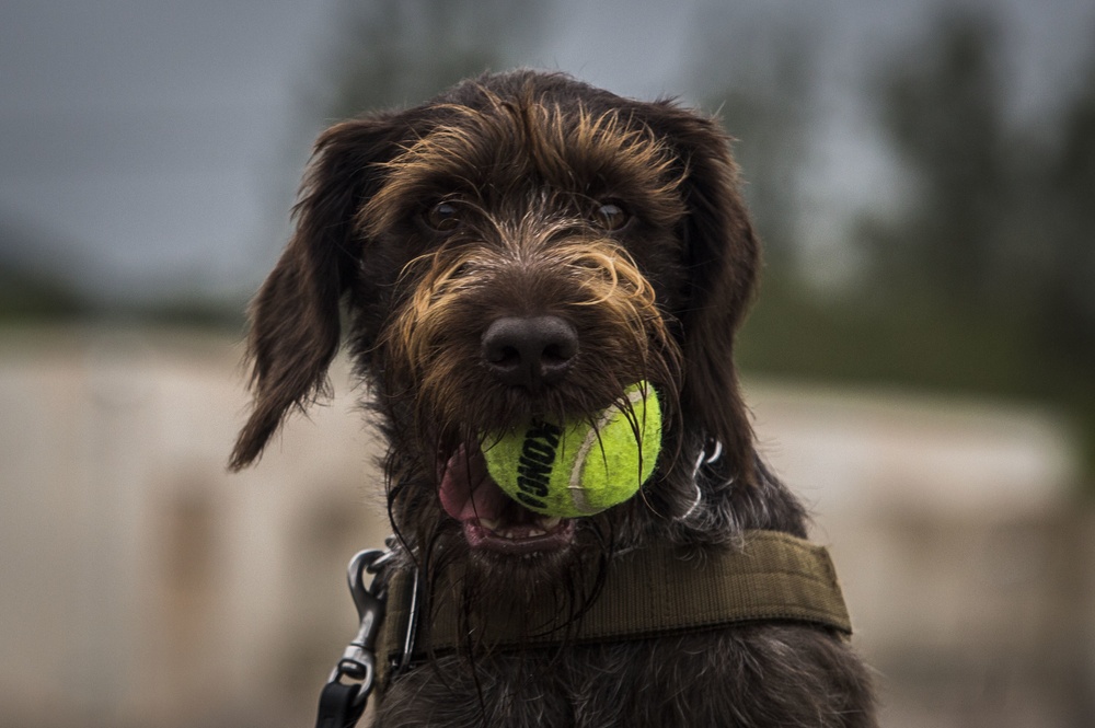 Hawaii Marines host inter-agency K-9 training exercise