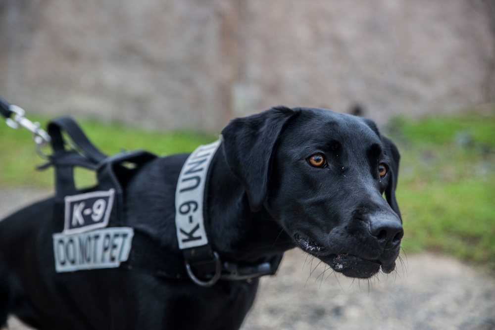 Hawaii Marines host inter-agency K-9 training exercise