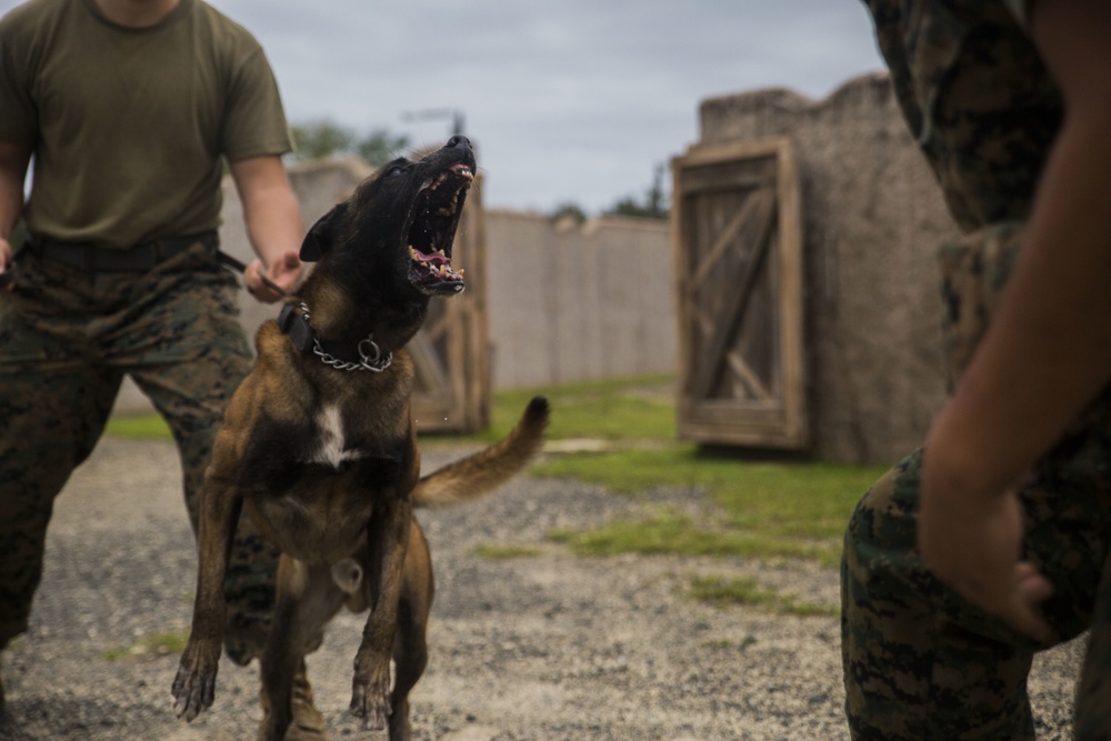 Hawaii Marines host inter-agency K-9 training exercise