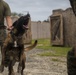 Hawaii Marines host inter-agency K-9 training exercise