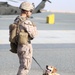 Soldiers and Marines and Dogs train together