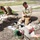 NCOs, Soldiers compete for Best Warrior