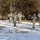 Cold-Weather Operations Course Class 18-05 students practice snowshoeing at Fort McCoy