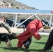 NSA Souda Bay Conducts Military Working Dog Training