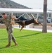 NSA Souda Bay Conducts Military Working Dog Training