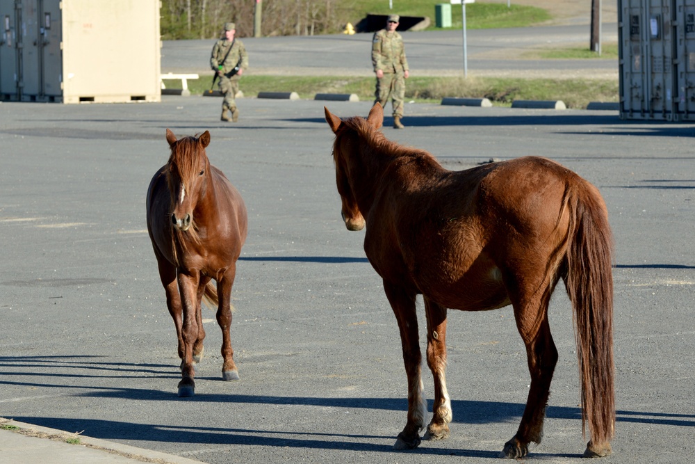 Bronco Brigade Soldiers greeted by wild horses