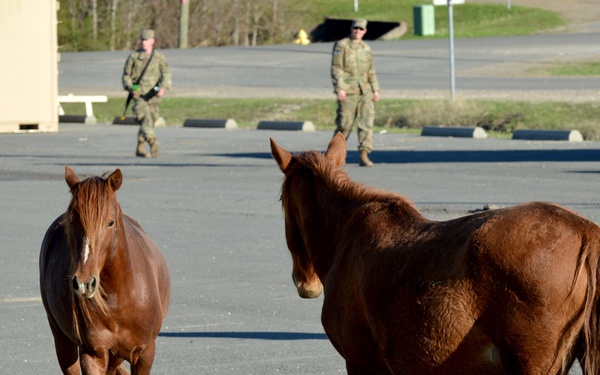 Bronco Brigade Soldiers greeted by wild horses