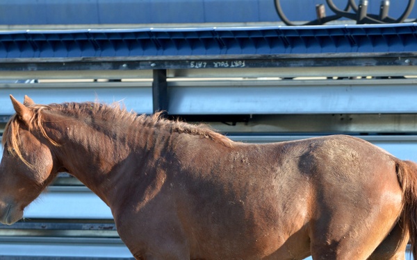 Bronco Brigade Soldiers greeted by wild horses