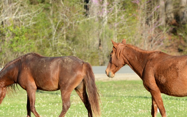 Bronco Brigade Soldiers greeted by wild horses