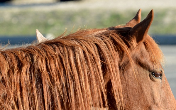 Bronco Brigade Soldiers greeted by wild horses