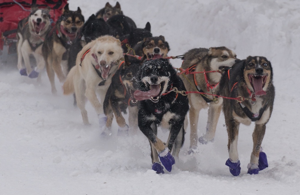 The Last Great Race on Earth:46th Annual Iditarod kicks off in Anchorage