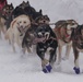 The Last Great Race on Earth:46th Annual Iditarod kicks off in Anchorage