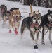 The Last Great Race on Earth:46th Annual Iditarod kicks off in Anchorage