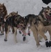 The Last Great Race on Earth:46th Annual Iditarod kicks off in Anchorage