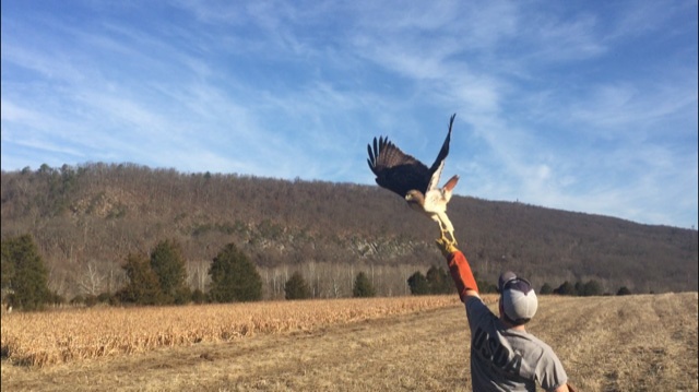 USDA WV Master Bird Bander translocate red-tail hawks