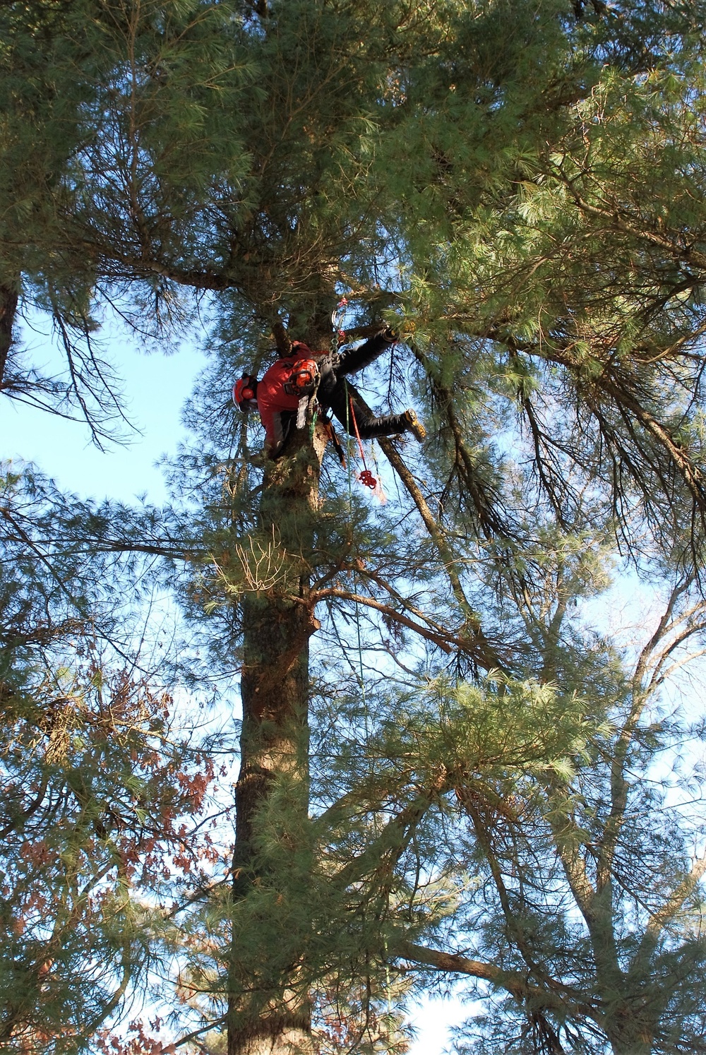 Contractors complete arbor work throughout Fort McCoy, improving tree health