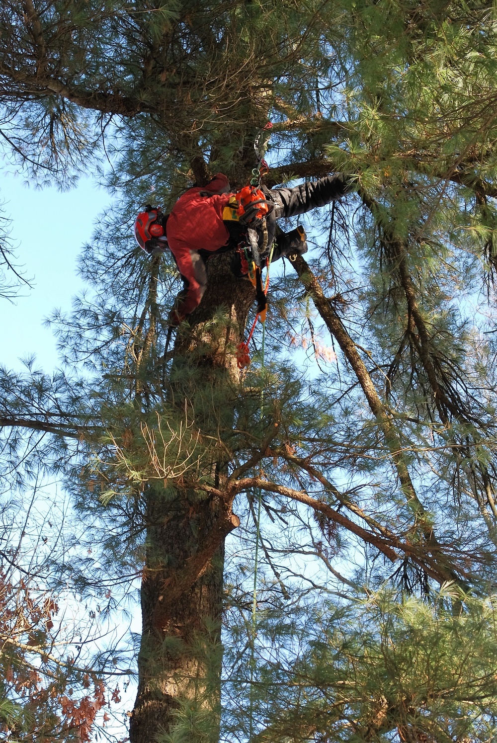 Contractors complete arbor work throughout Fort McCoy, improving tree health