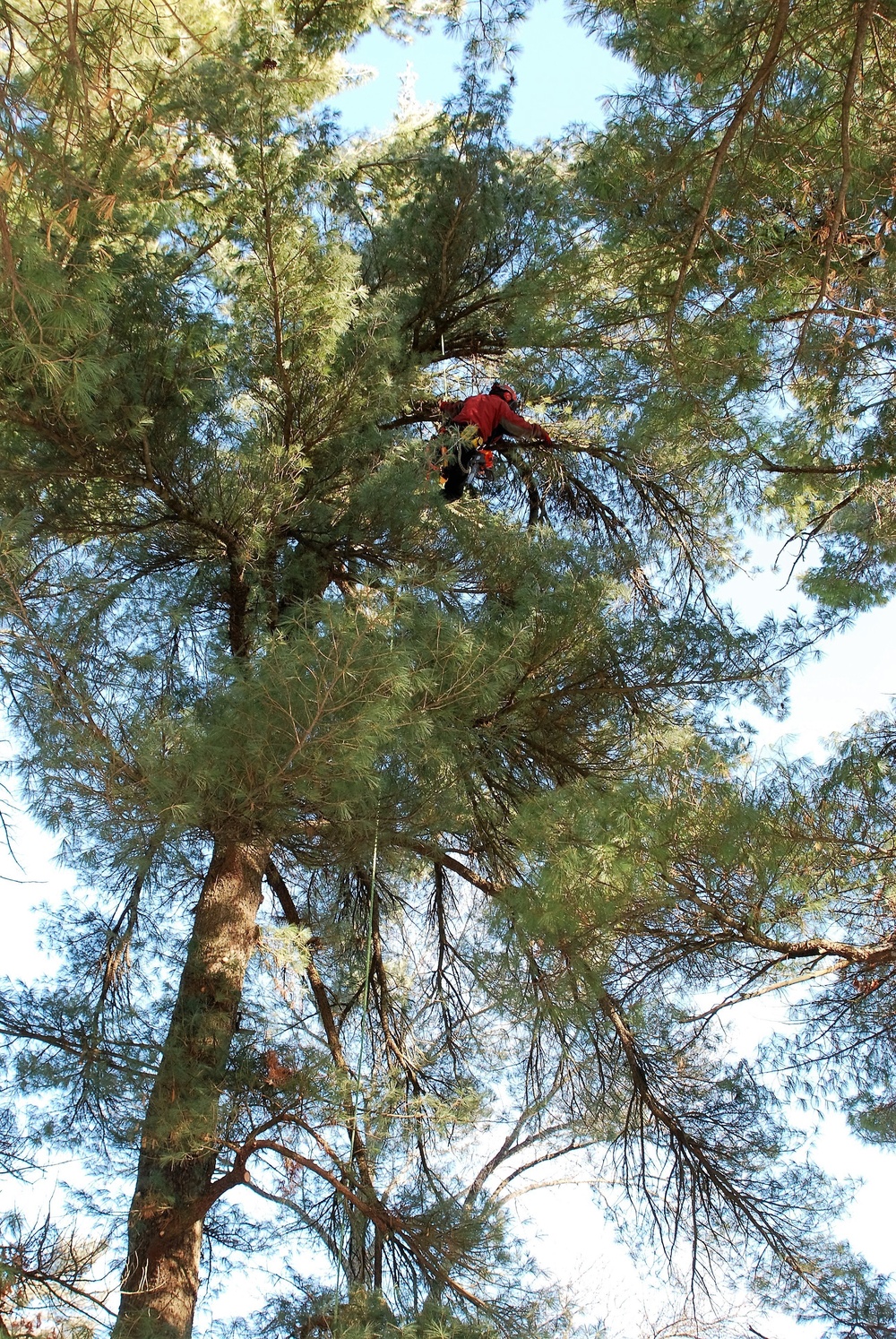 Contractors complete arbor work throughout Fort McCoy, improving tree health