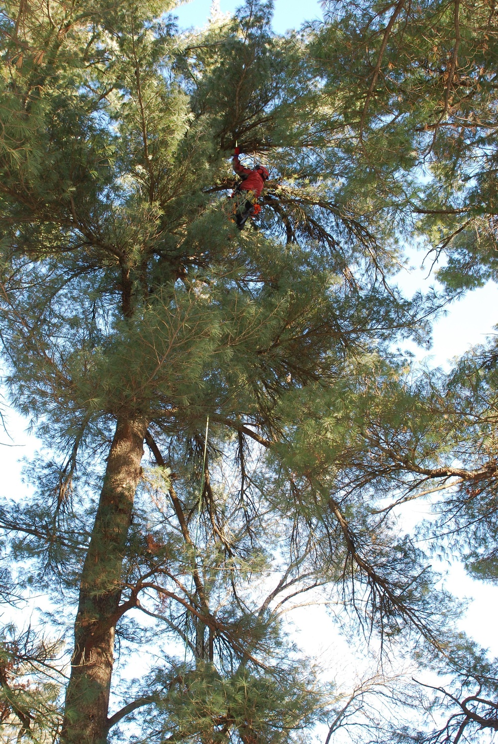 Contractors complete arbor work throughout Fort McCoy, improving tree health