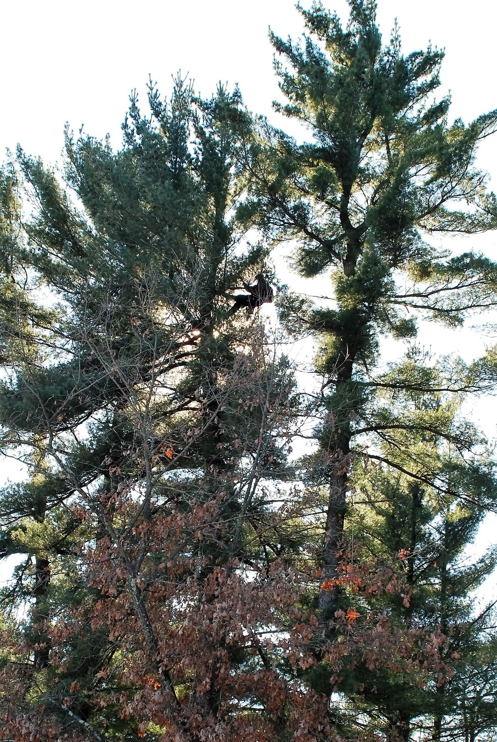 Contractors complete arbor work throughout Fort McCoy, improving tree health