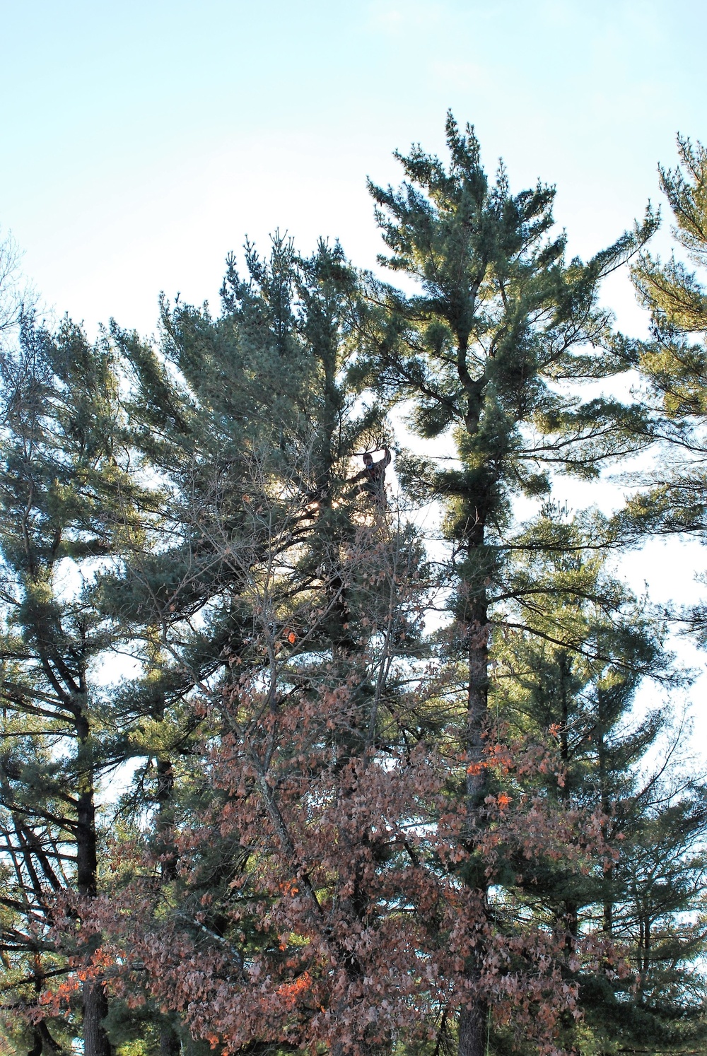 Contractors complete arbor work throughout Fort McCoy, improving tree health