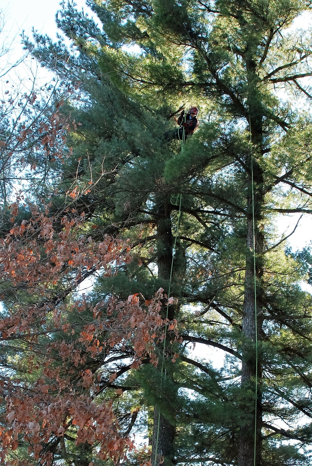 Contractors complete arbor work throughout Fort McCoy, improving tree health