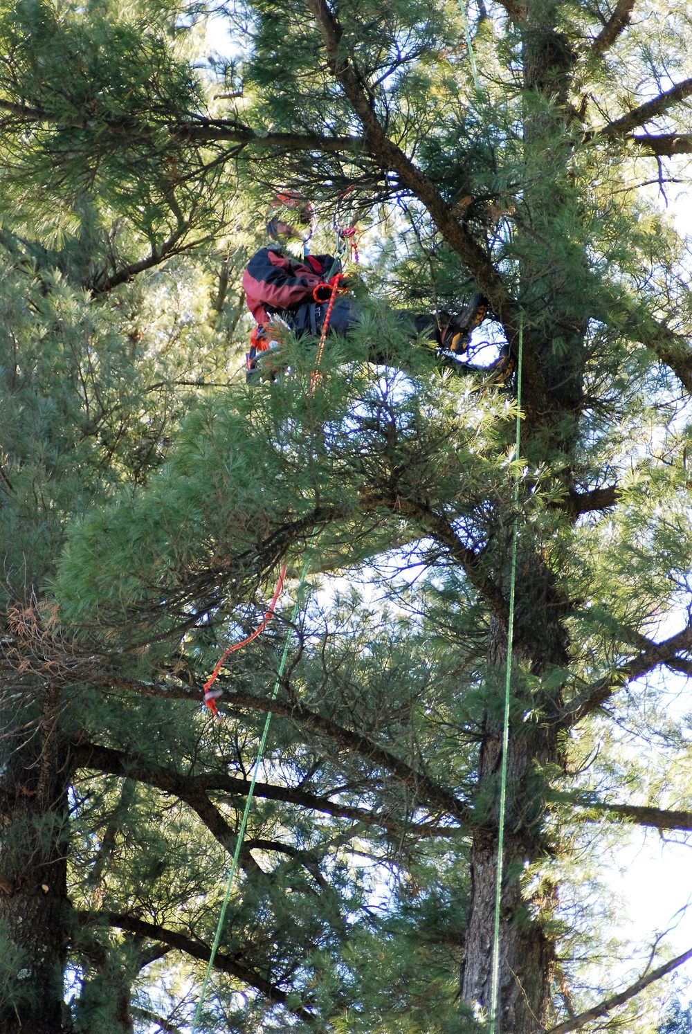 Contractors complete arbor work throughout Fort McCoy, improving tree health