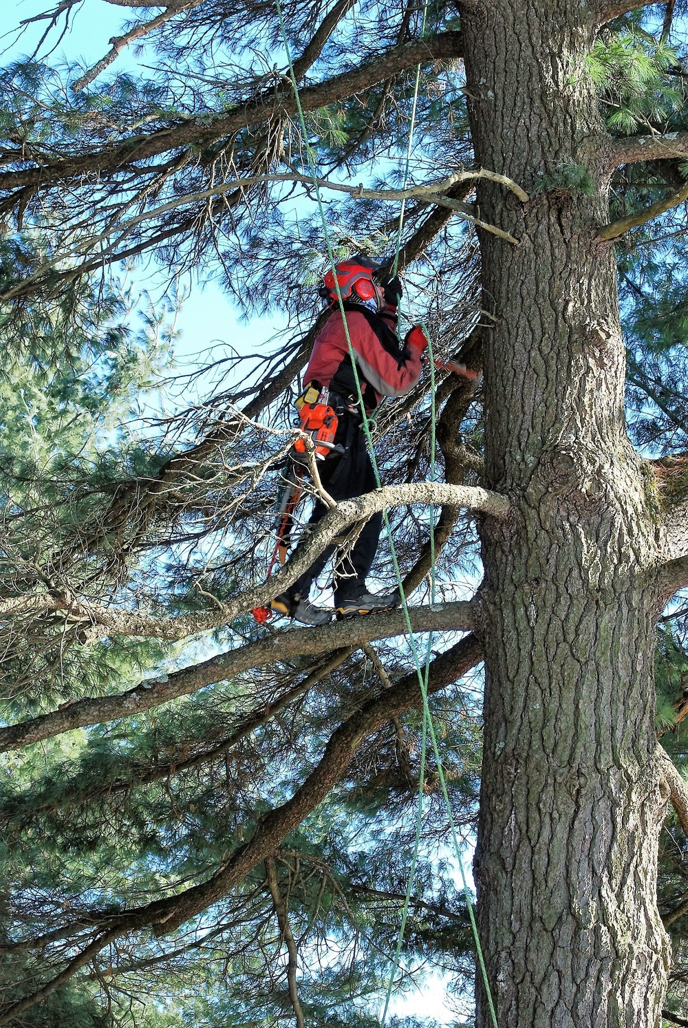 Contractors complete arbor work throughout Fort McCoy, improving tree health