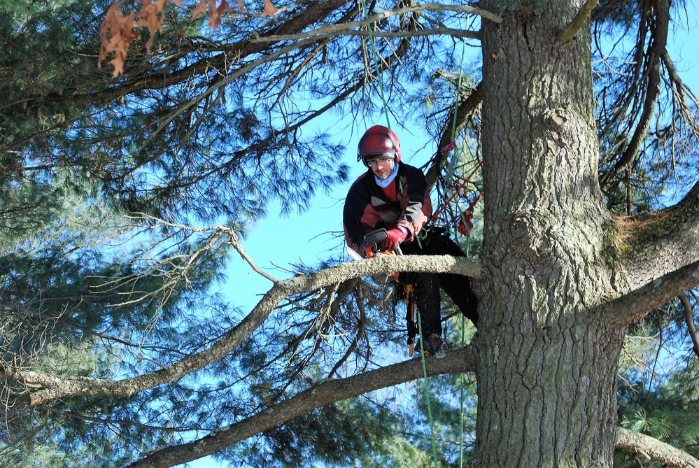 Contractors complete arbor work throughout Fort McCoy, improving tree health