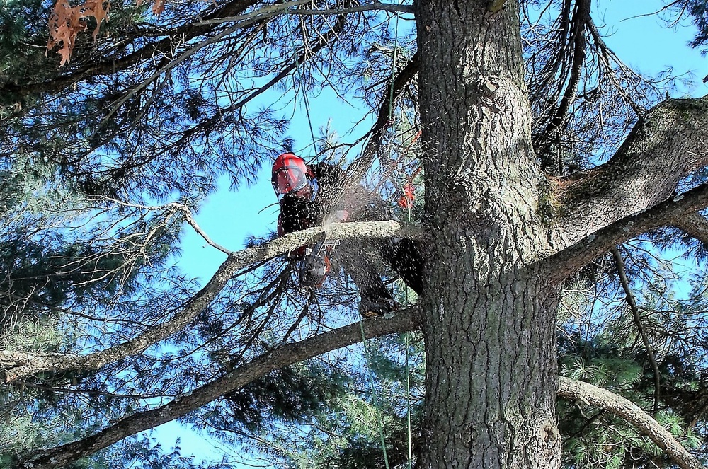 Contractors complete arbor work throughout Fort McCoy, improving tree health