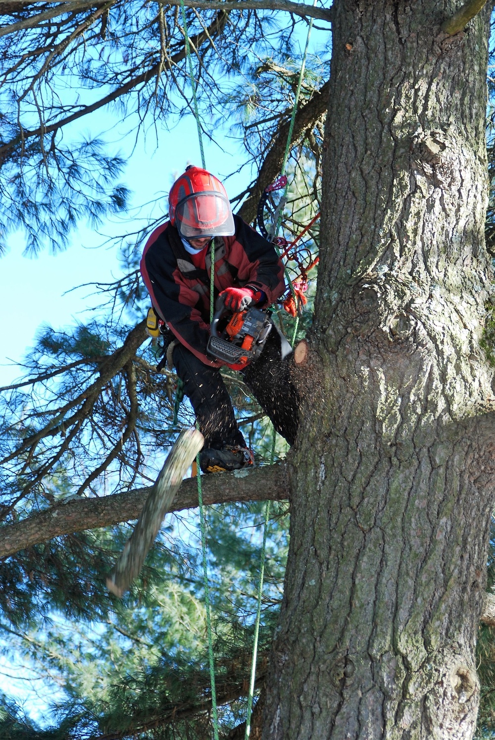 Contractors complete arbor work throughout Fort McCoy, improving tree health