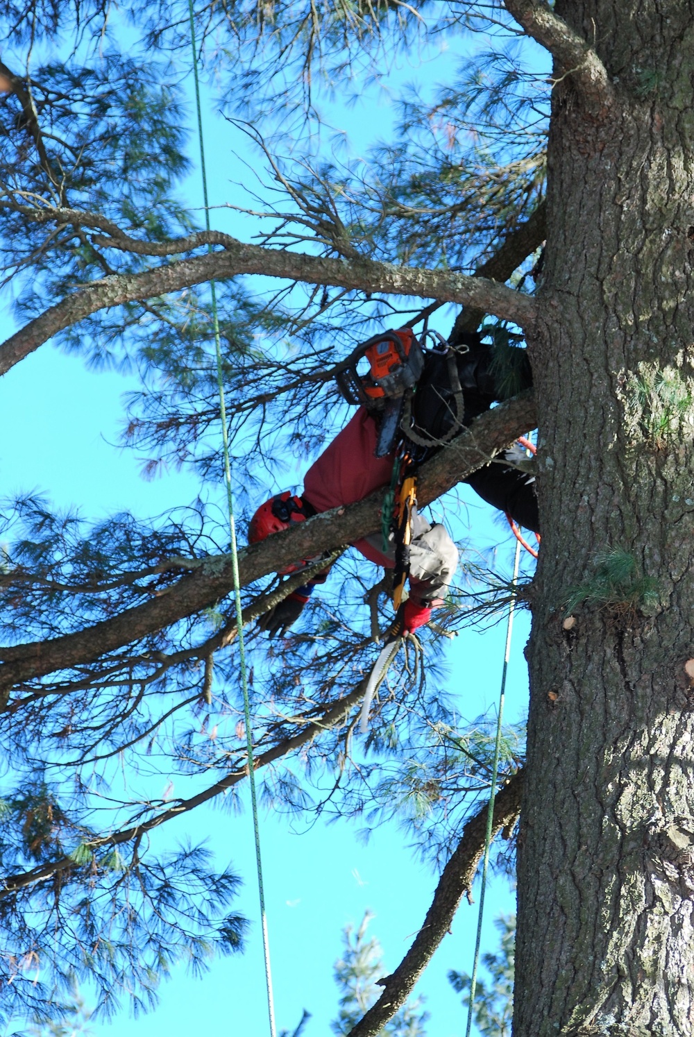 Contractors complete arbor work throughout Fort McCoy, improving tree health