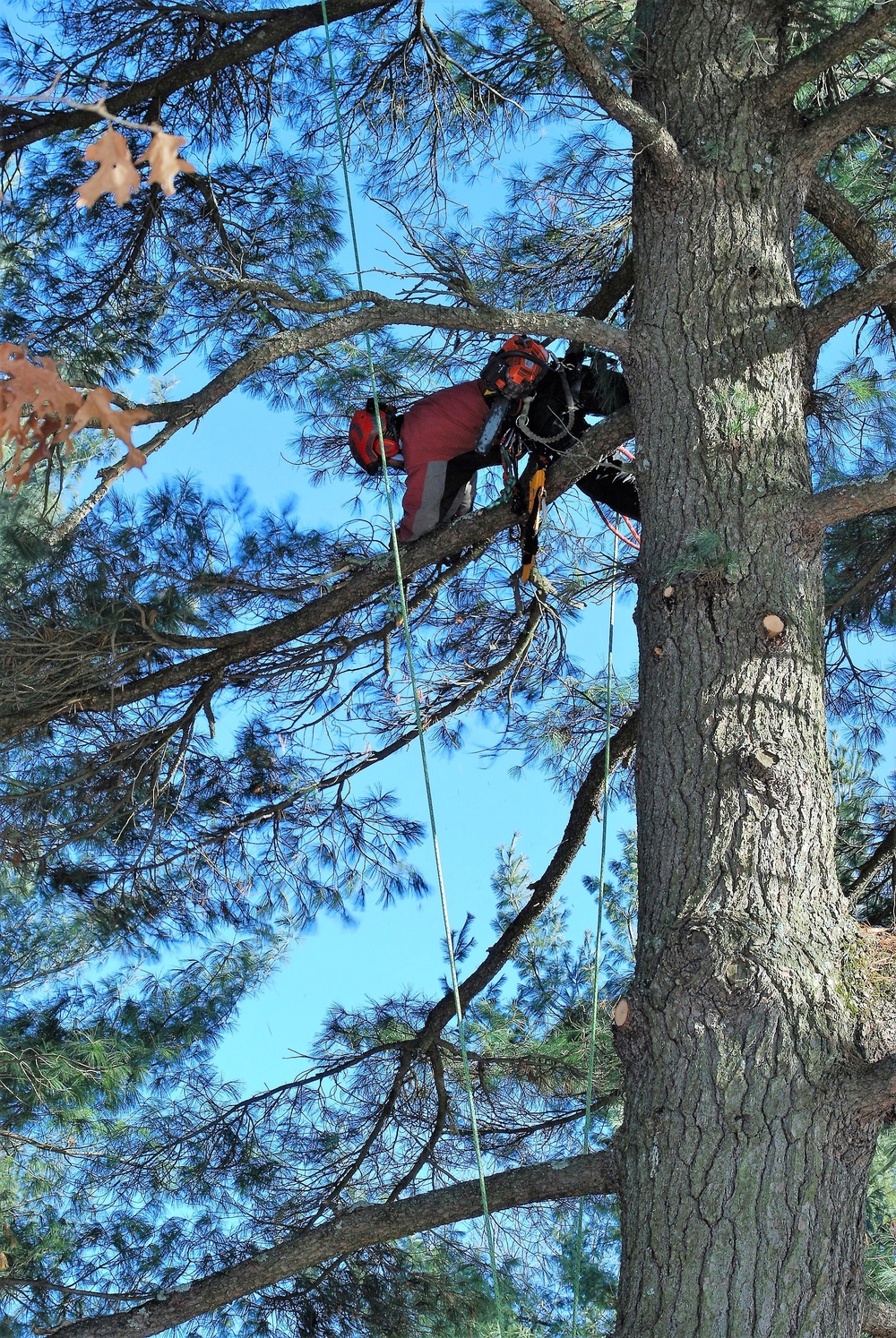 Contractors complete arbor work throughout Fort McCoy, improving tree health