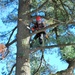 Contractors complete arbor work throughout Fort McCoy, improving tree health