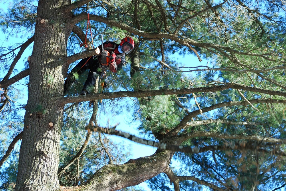 Contractors complete arbor work throughout Fort McCoy, improving tree health