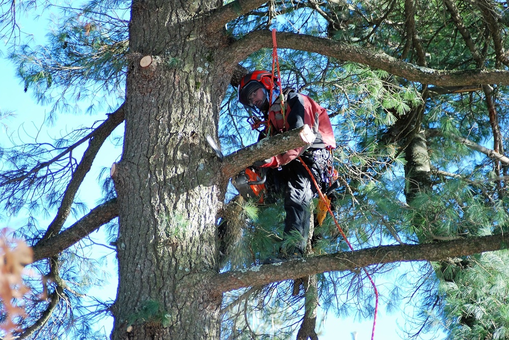 Contractors complete arbor work throughout Fort McCoy, improving tree health