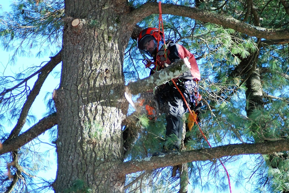 Contractors complete arbor work throughout Fort McCoy, improving tree health