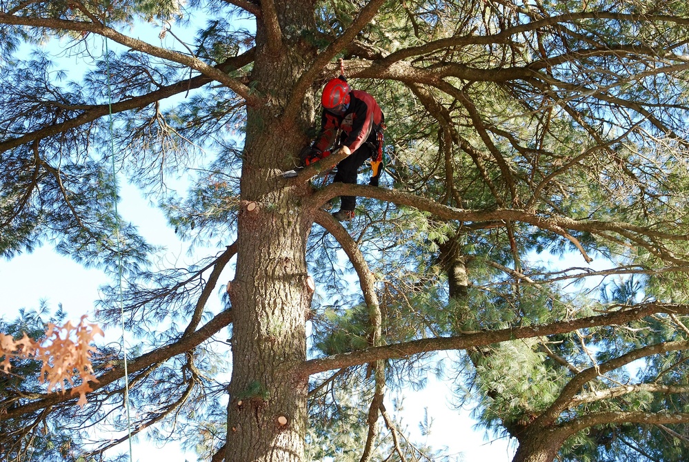 Contractors complete arbor work throughout Fort McCoy, improving tree health