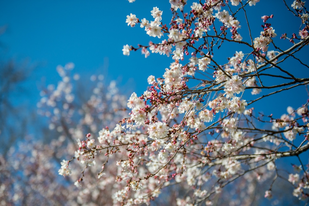Horticultural March Buds and Blooms at Arlington National Cemetery