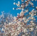 Horticultural March Buds and Blooms at Arlington National Cemetery