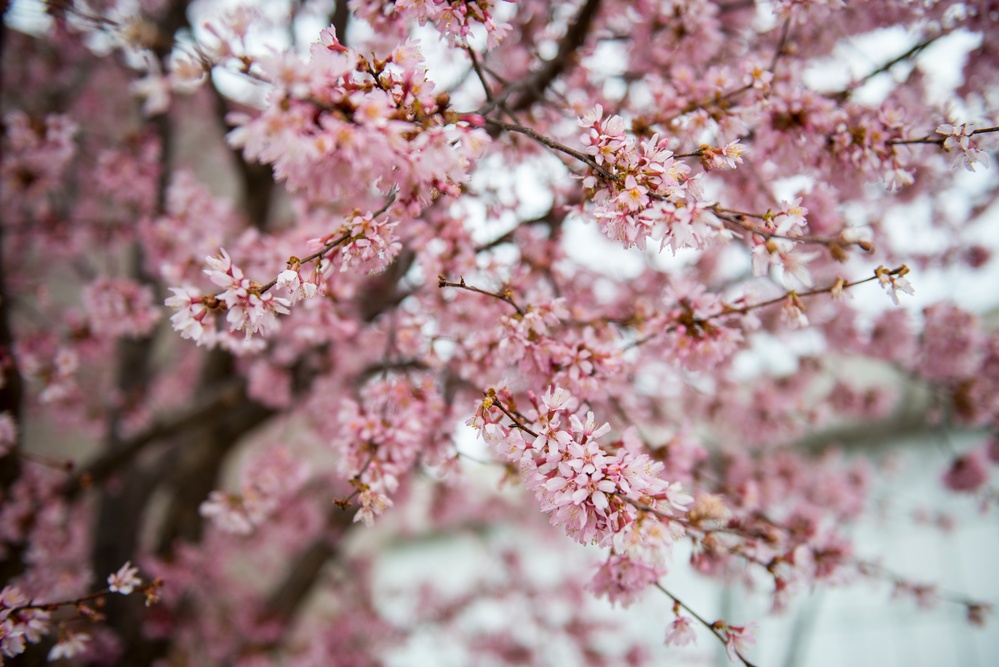Horticultural March Buds and Blooms at Arlington National Cemetery